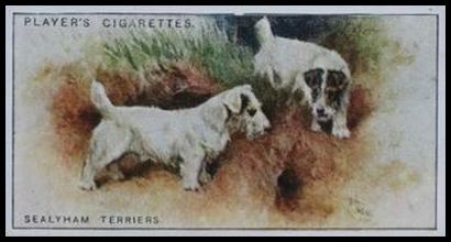 46 Sealyham Terriers